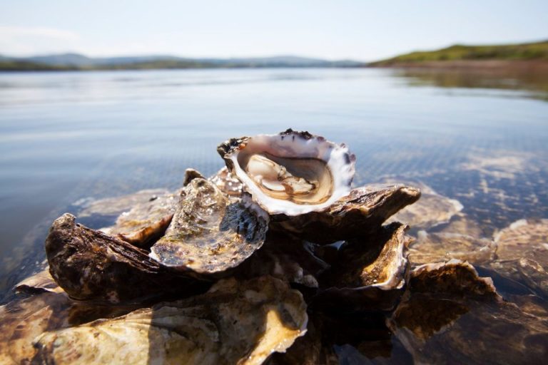 Connemara Oysters Food and Drink Experiences