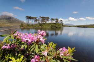 View of Pine Island on Derryclare Lake Connemara with it's Scots Pines and Blue Skies and Rhodendron in the foreground.
