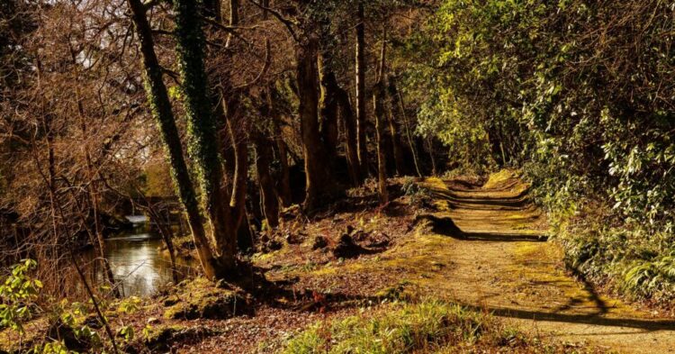 Ballynahinch Woods - 10 walks to try in Connemara 