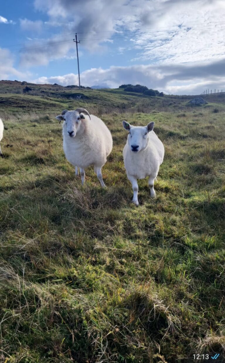 Connemara National Park Sheep
