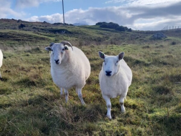 Connemara National Park Sheep