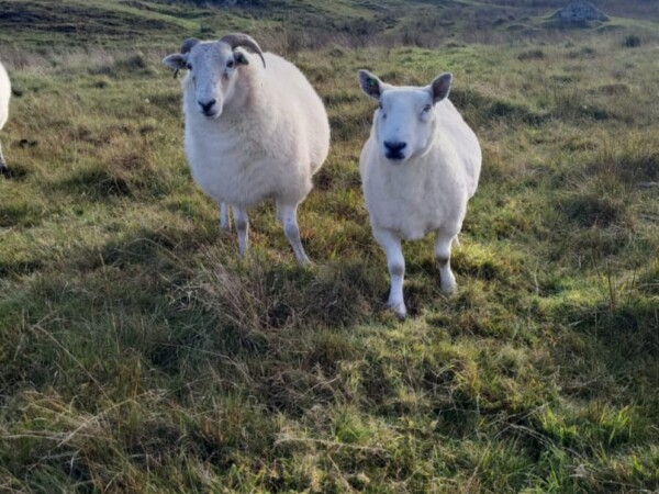 Connemara National Park Sheep