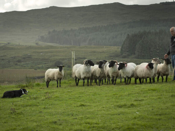 Sheep Herding at Glengowla Mines & Family Farm Experience