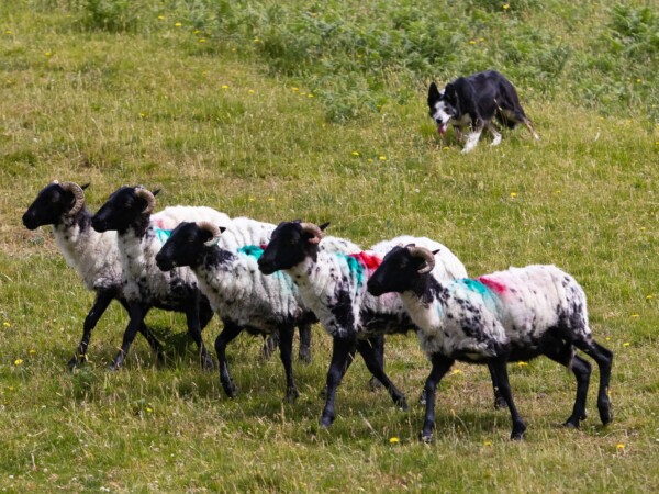 Joyce Country Sheepdogs
