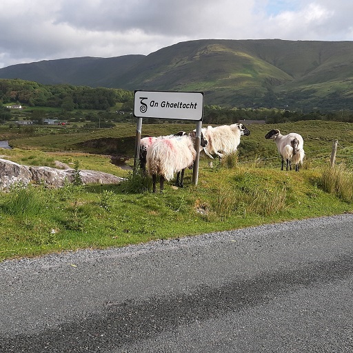 Sheep & Wool Trail
