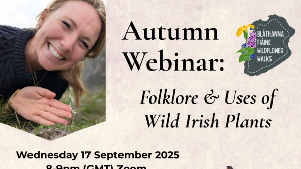 Wildflower Webinar with Bláthanna Fiáine Folklore & Plants