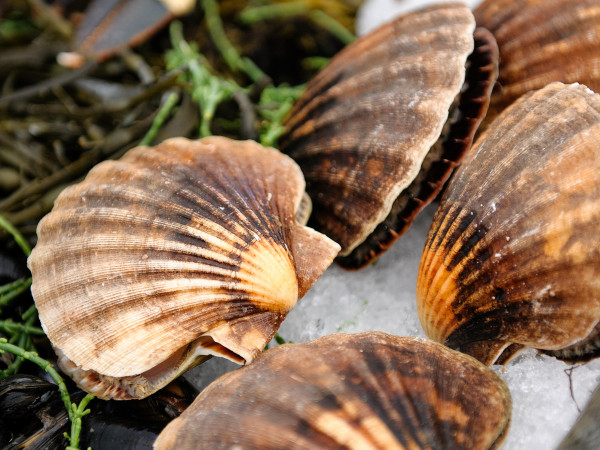 Blas Chonamara -Taste of Connemara