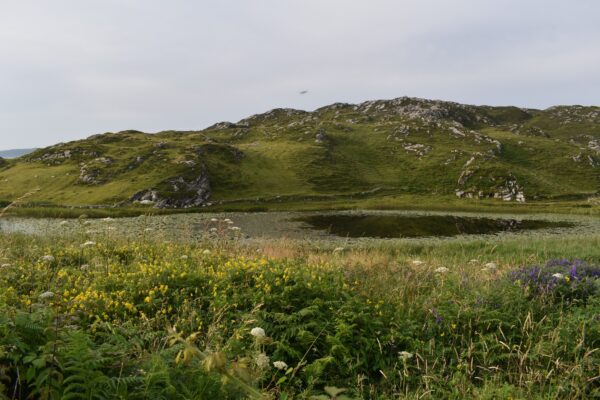 Inishbofin Flowers