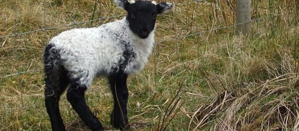 Killary Sheep Farm Connemara