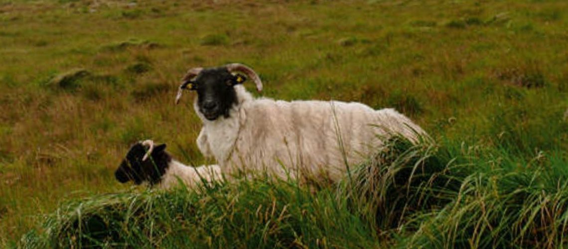 Sheep and Wool Trail